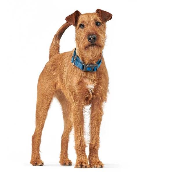 Hunter London Dog Collar