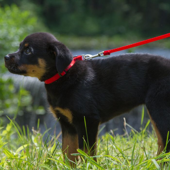 Basic Solids Padded Handle Dog Leash 4ft