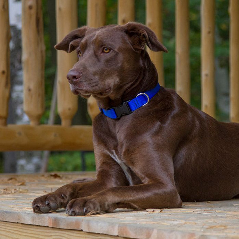 BASICS Adjustable Collar BLUE 1/2″ FOR SMALL DOGS