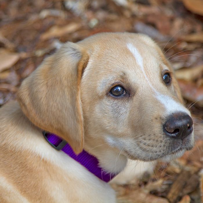BASICS Adjustable Collar PURPLE 1″ FOR BIG DOGS