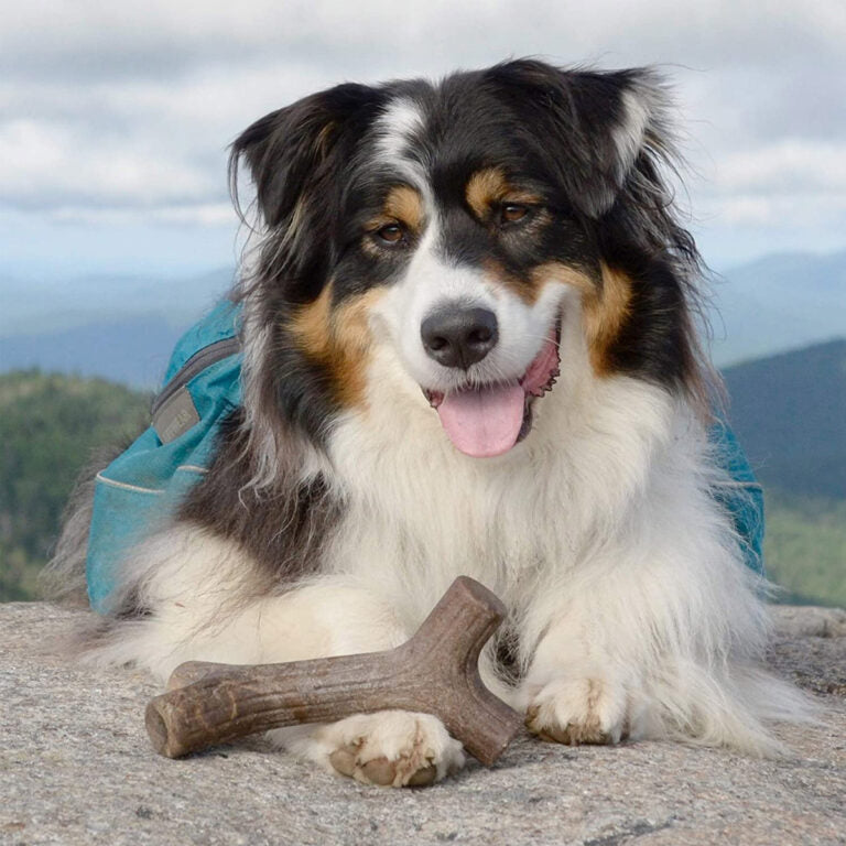 Benebone Maplestick Chew Dog Toy
