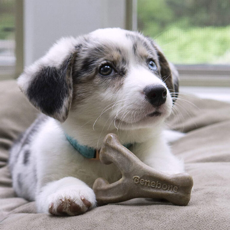 Benebone Puppy Wishbone Dog Chew Toy – Bacon