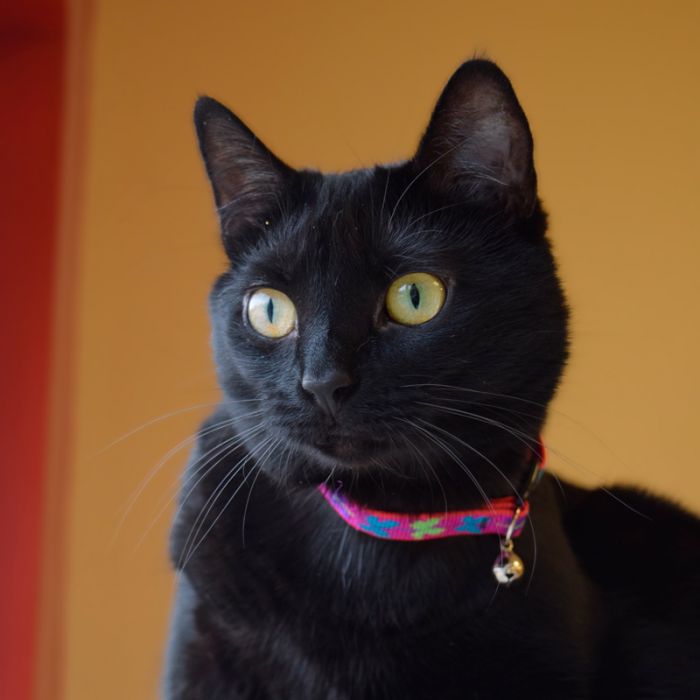 WINGIT Cat collar Originals