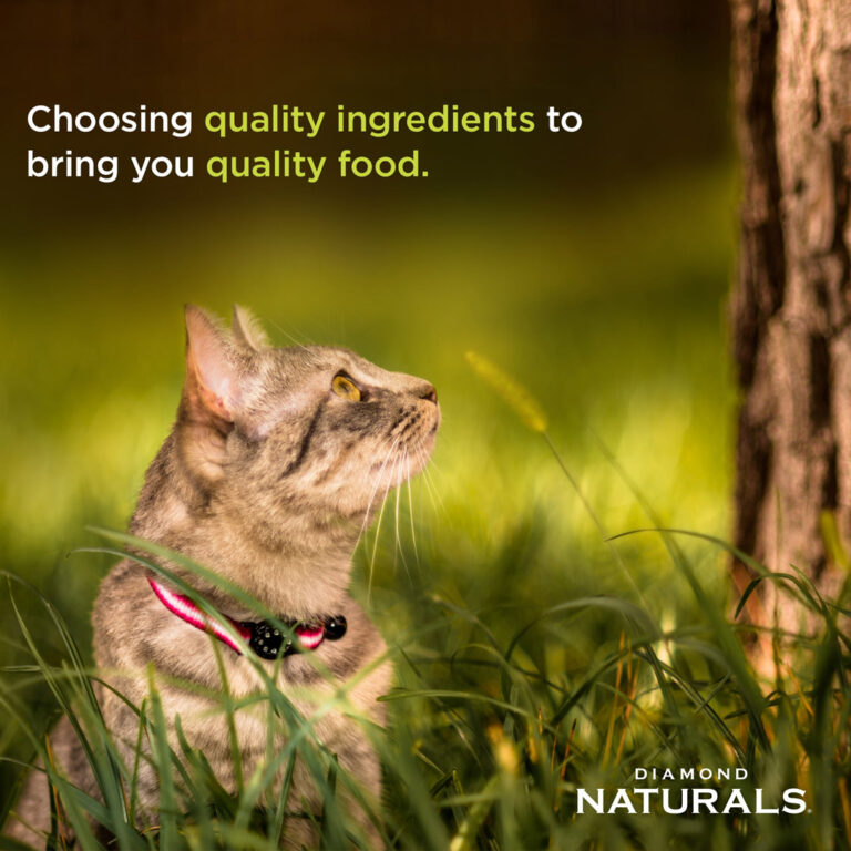 Diamond Naturals Active Cat Chicken Meal & Rice Formula 2kg