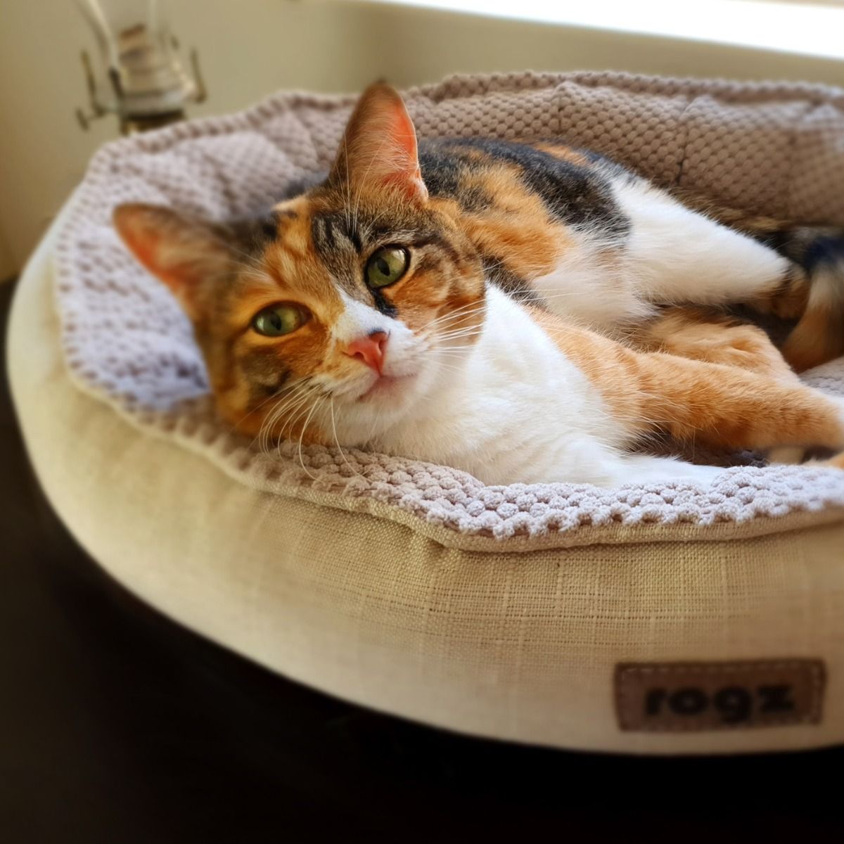 Rogz Athen Oval Cat Bed