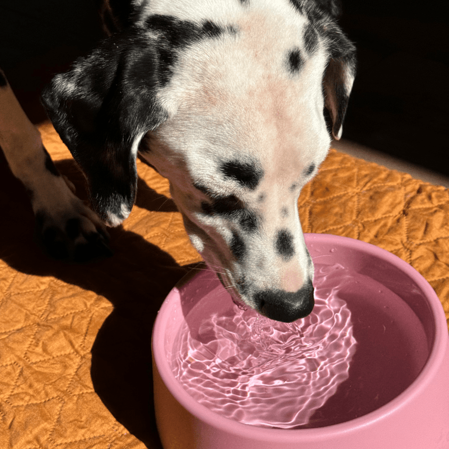 Beco Steady Food & Water Dog Bowl
