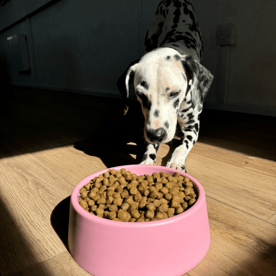 Beco Steady Food & Water Dog Bowl