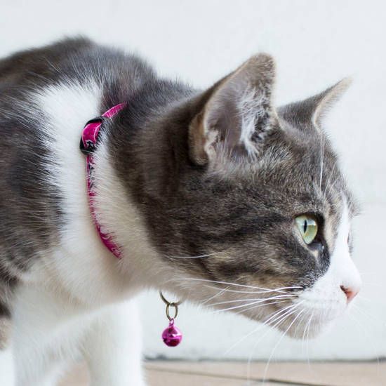 Rogz Fancy Lovebirds Cat Collar