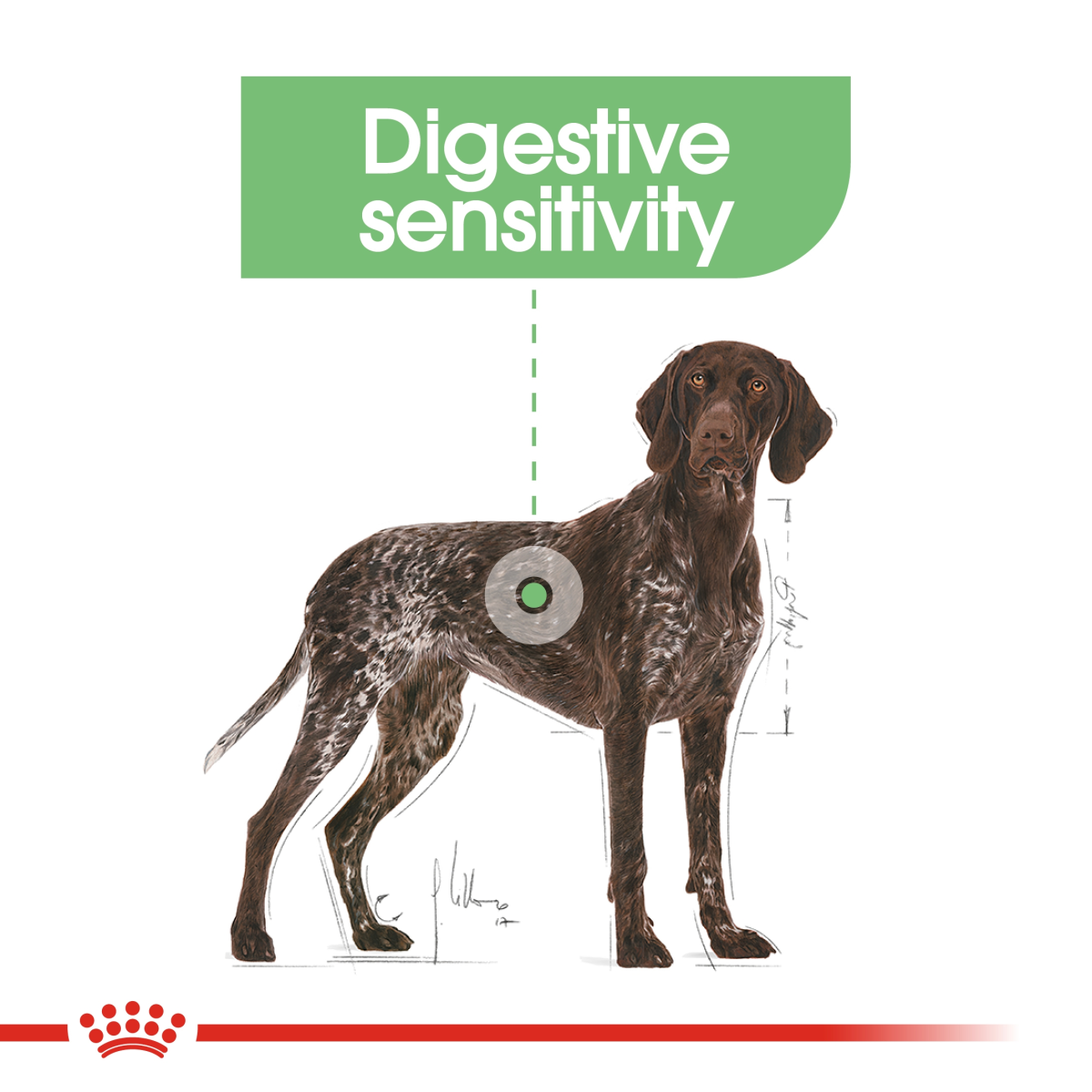 Royal Canin Canine Care Nutrition Maxi Digestive Care 12 kg