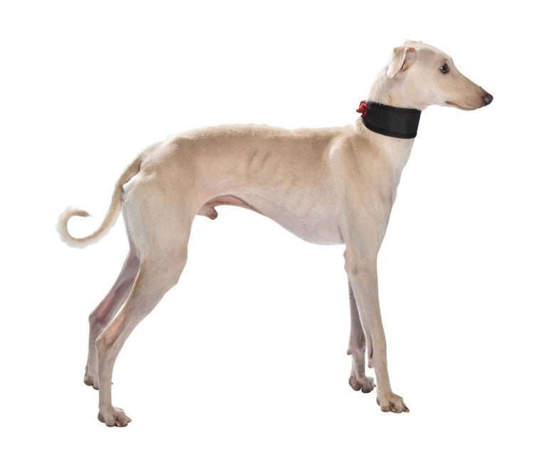 Bobby Levrier Oscar Collar Red, Large