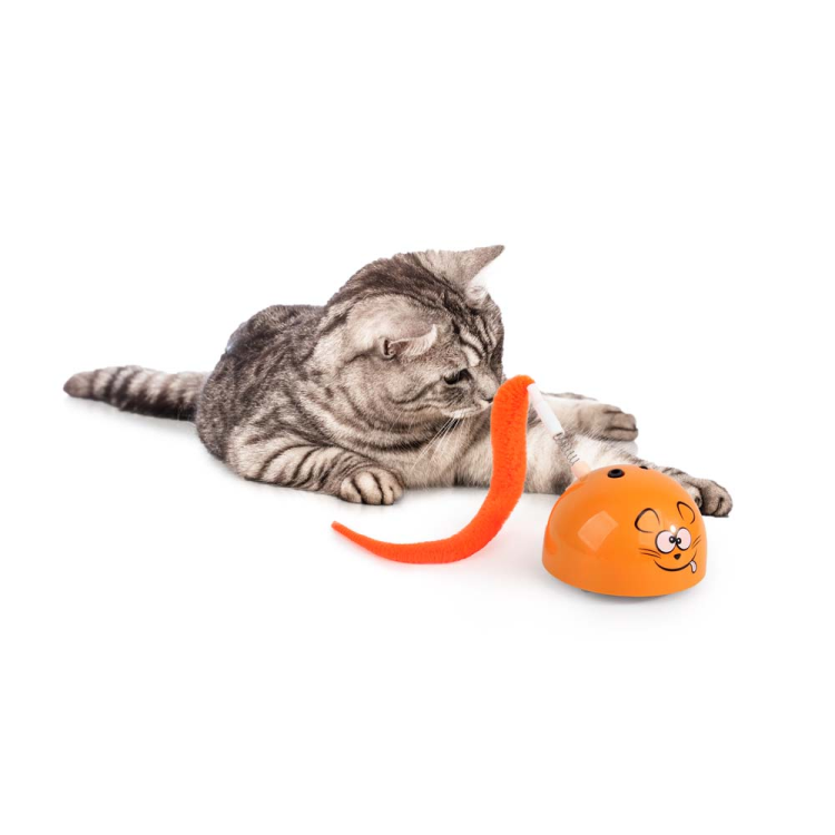 afp Modern Cat Mad Mouse