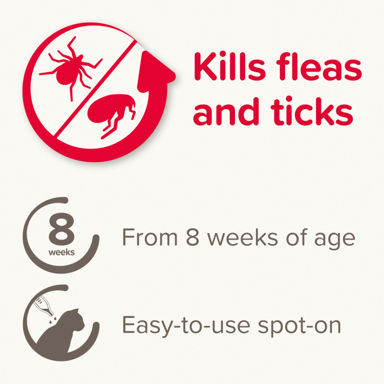 Fiprotec for Cat, 4 Pipettes
