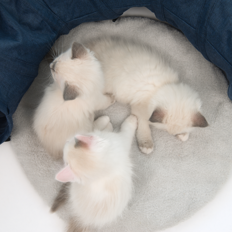 Catit Vesper Tunnel Blue