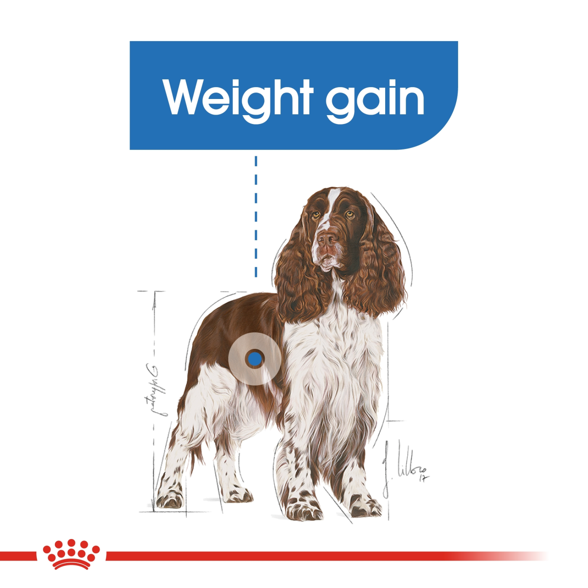 Royal Canine Canine Care Nutrition Medium Light Weight Care 12 kg