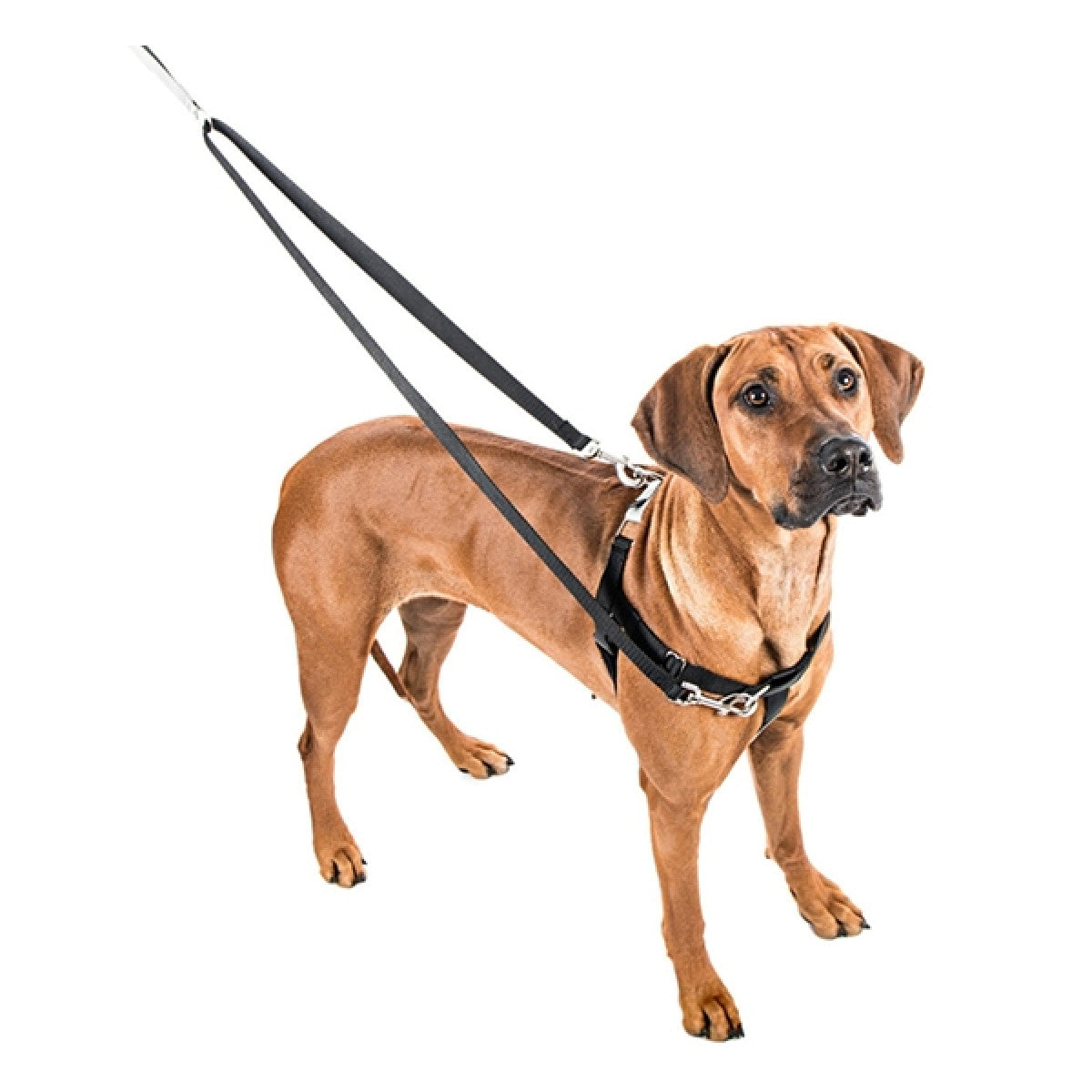 2 Hounds : Freedom No-Pull Harness and Leash - Royal Blue / XL 1"