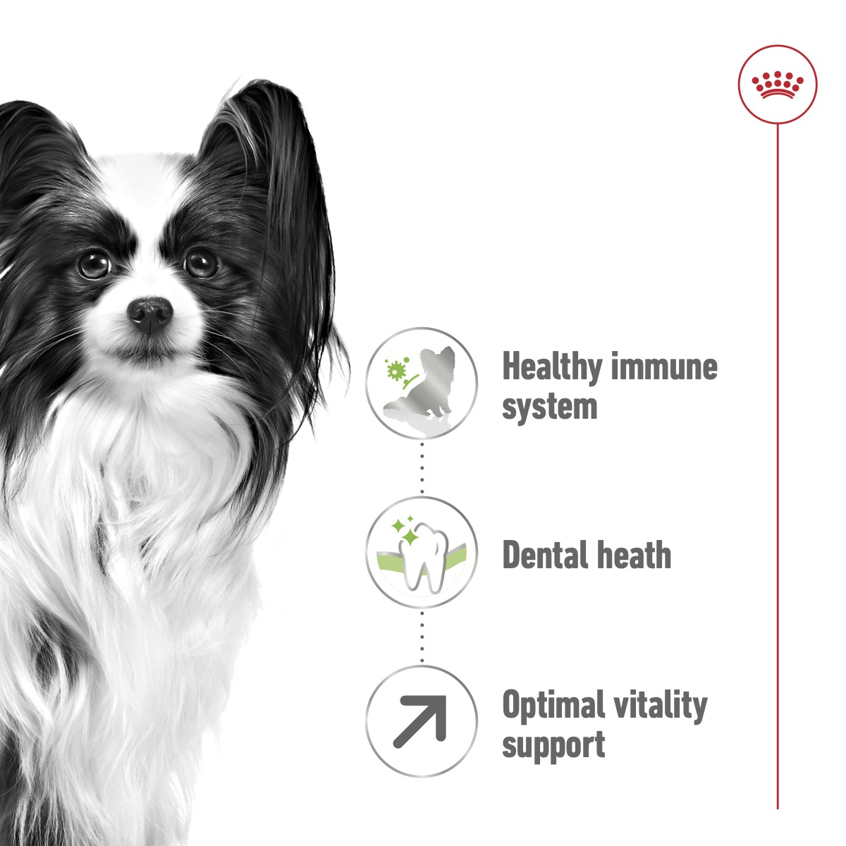 Royal Canin Size Health Nutrition XS Adult 8+ 1.5 kg