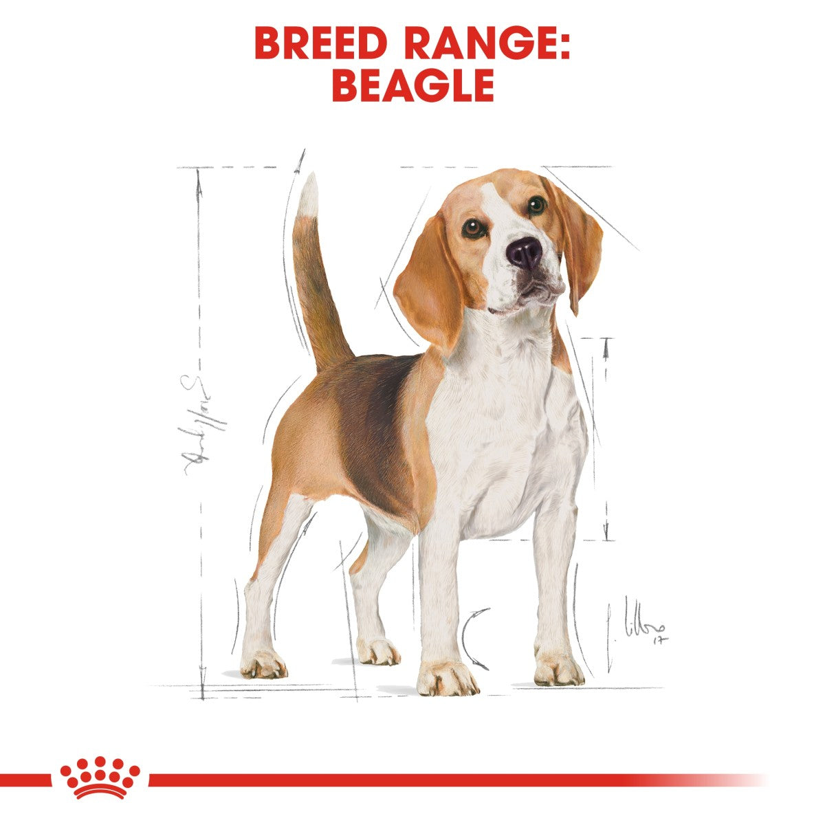 Royal Canin: Breed Health Nutrition Beagle Adult 3 kg