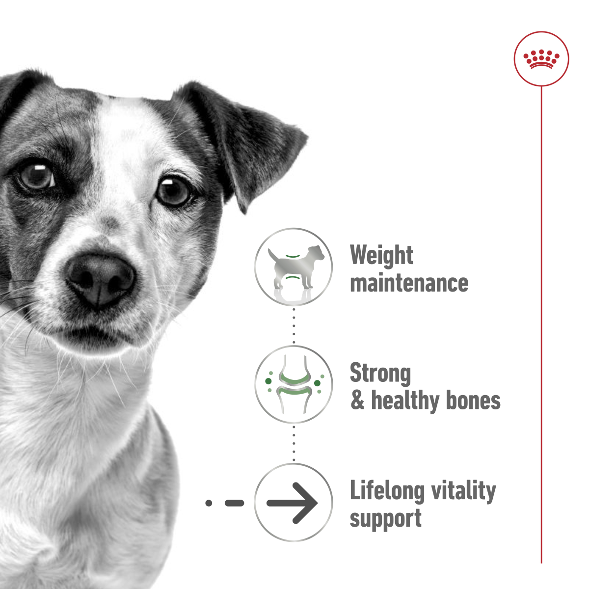 Royal Canin Size Health Nutrition Mini Ageing 12+ 1.5 kg
