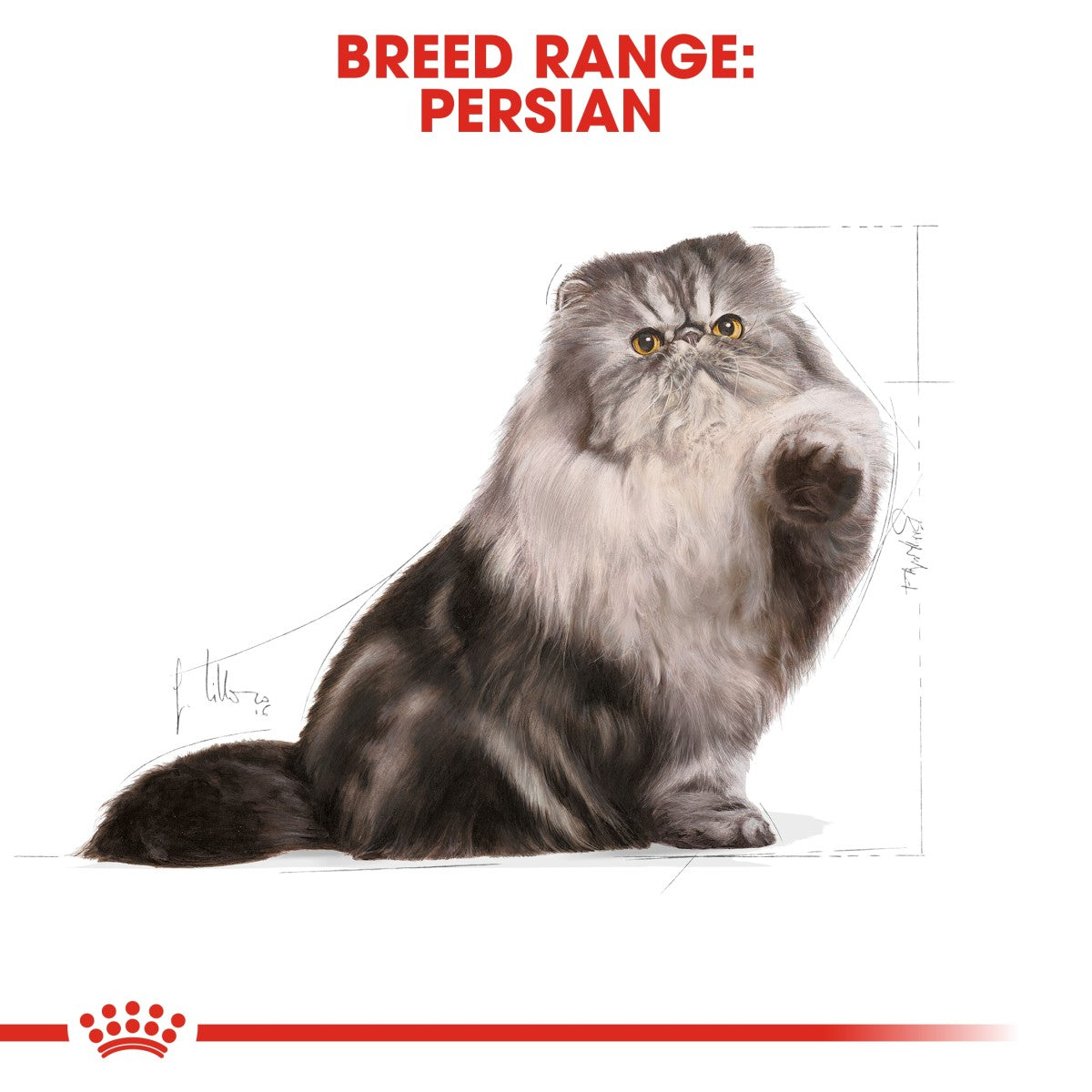 Royal Canin Feline Breed Nutrition Persian Adult 10 kg