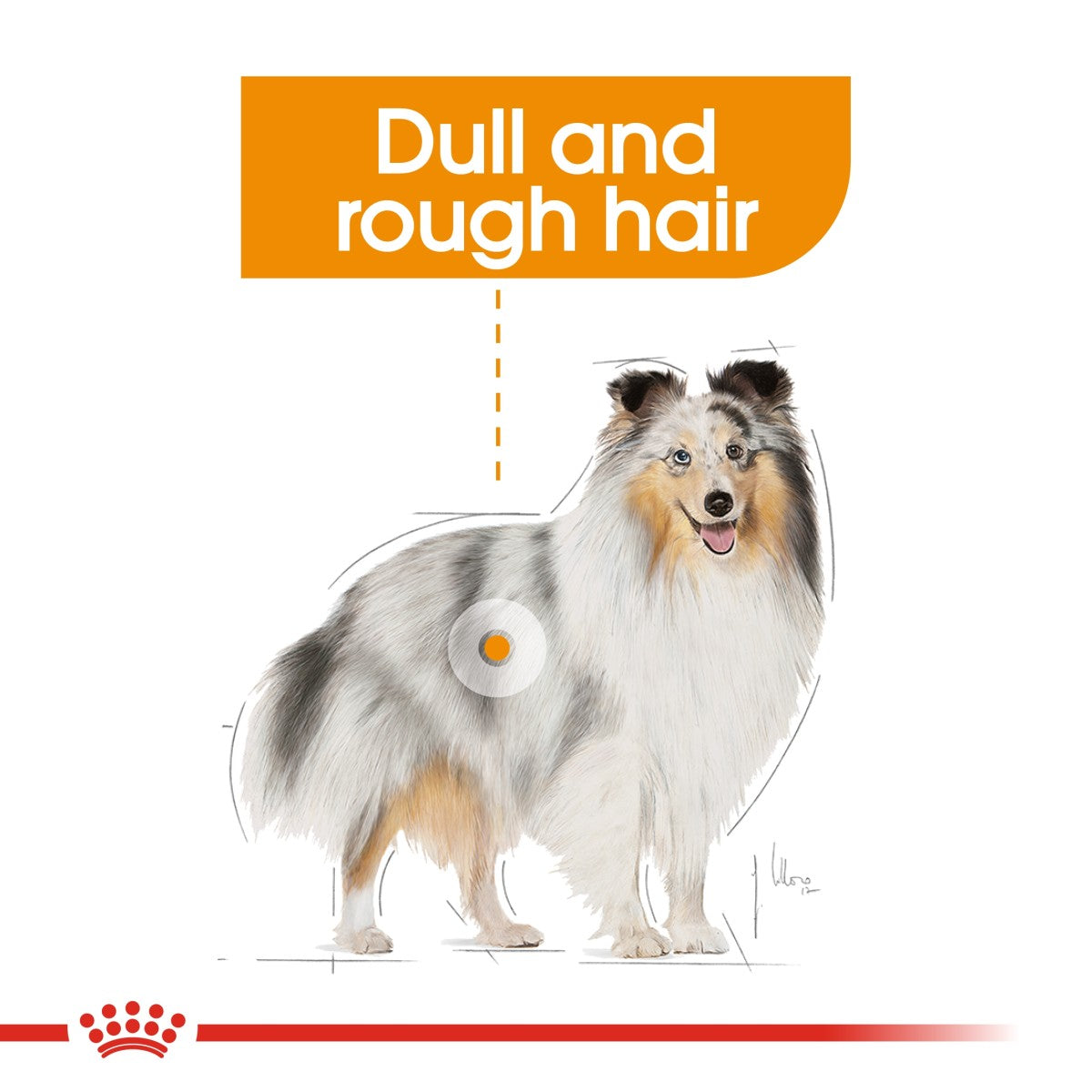 Royal Canin Canine Care Nutrition Coat Care (Wet Food - Pouches) 12 x 85 g