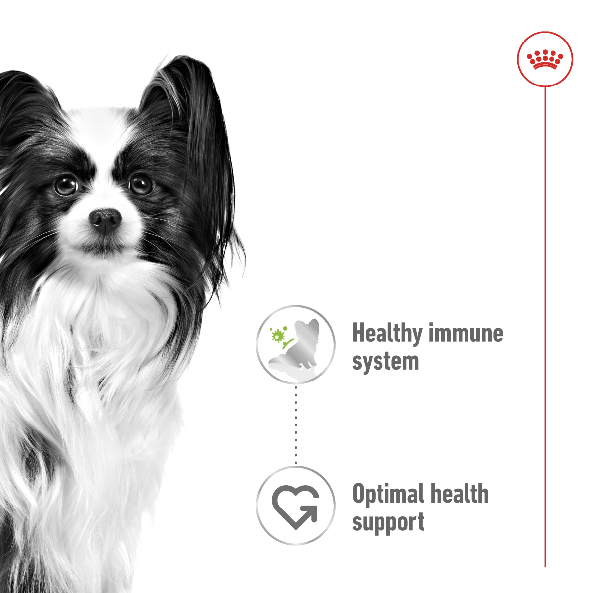 Royal Canin Size Health Nutrition XS Adult (Wet Food - Pouches) 12 x 85 g