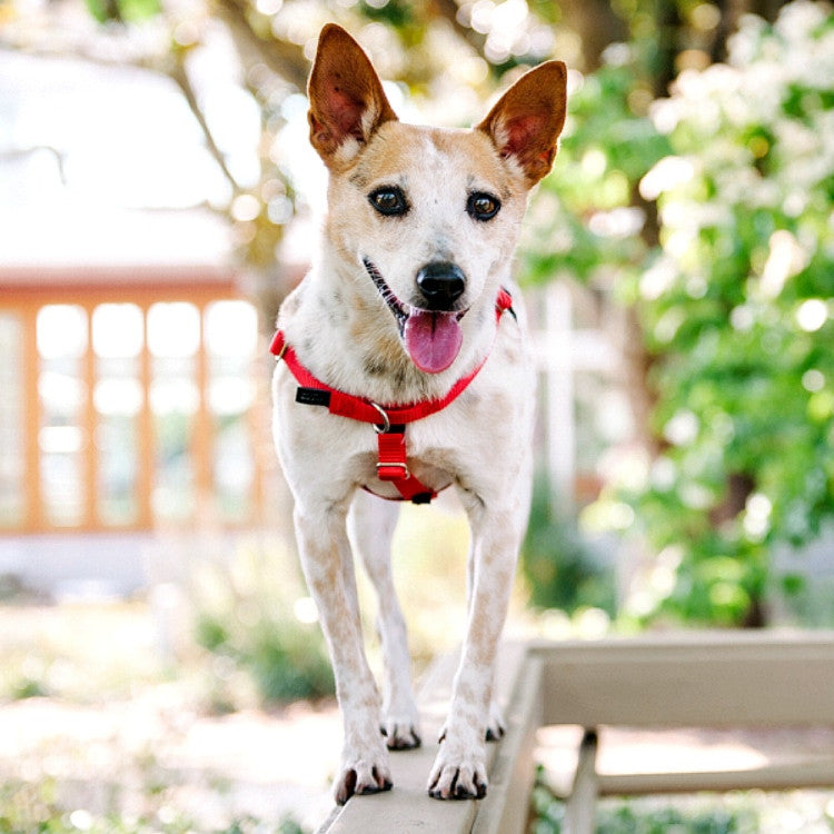 2 Hounds : Freedom No-Pull Harness and Leash - Red / XL 1"