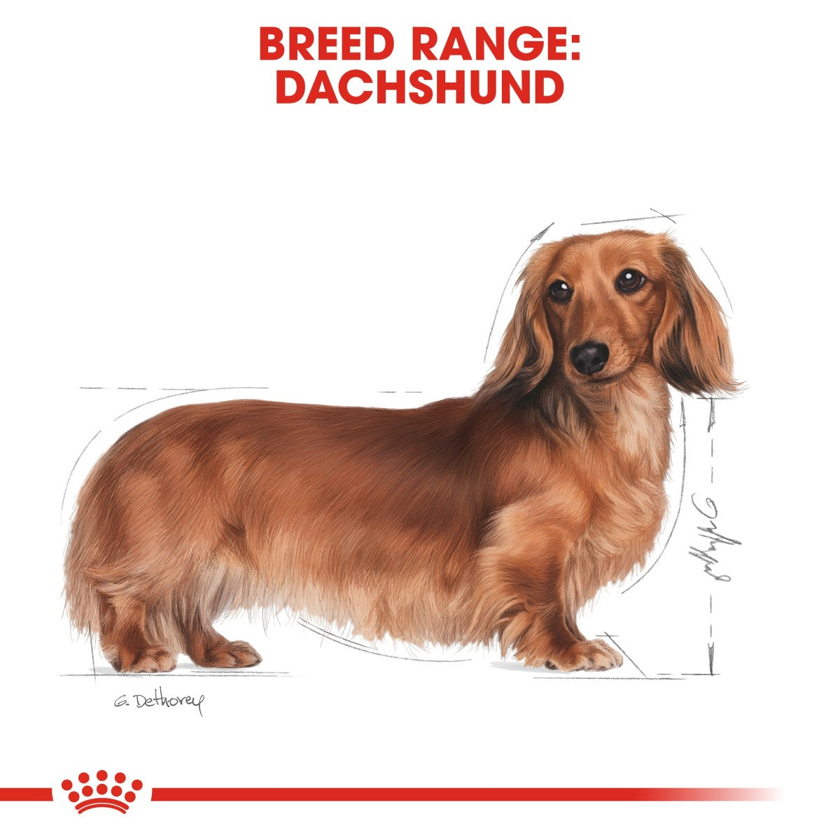 Royal Canin Breed Health Nutrition Dachshund Adult (Wet Food - Pouches) 12 x 85 g
