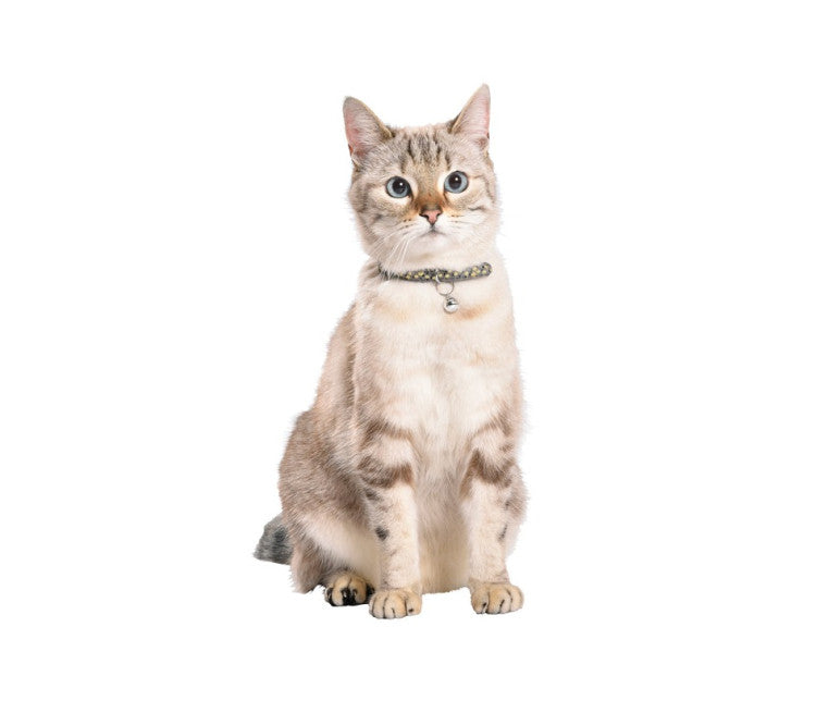 Bobby Chamane Cat Collar Black
