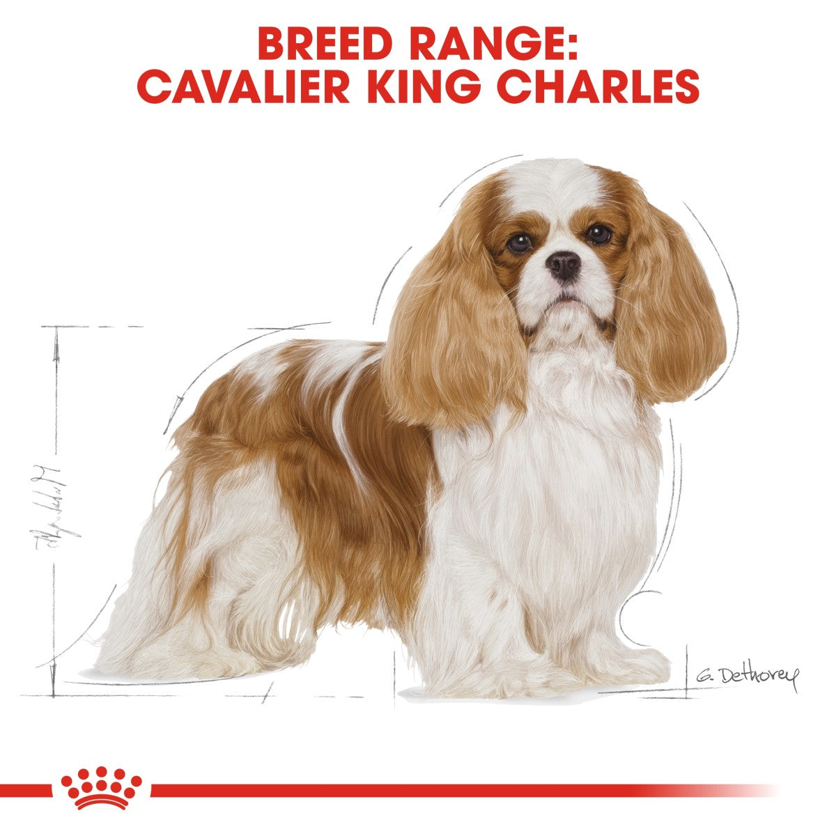 Royal Canin: Breed Health Nutrition Cavalier King Charles Adult 1.5 kg