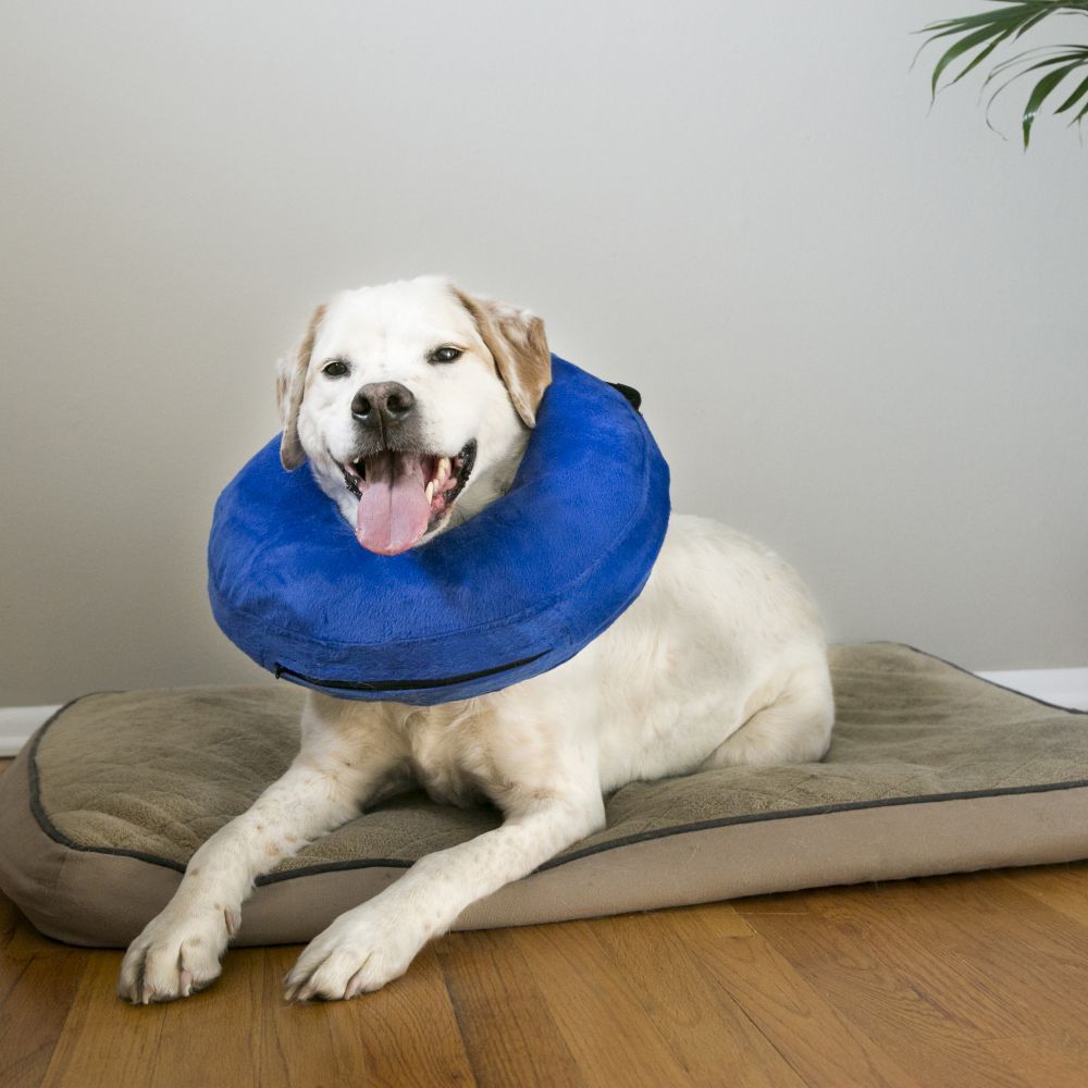 Kong Cloud Premium Protective Dog Collar