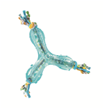 Hunter Chewing Boomerang Dog Toy
