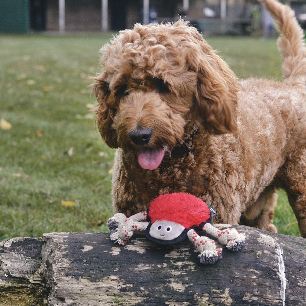 Beco Pets Rough & Tough Spider Recycled Dog Toy