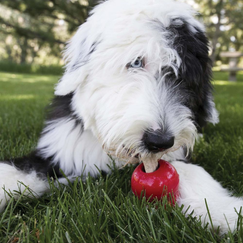 Kong Ziggies Chicken Dog Treats